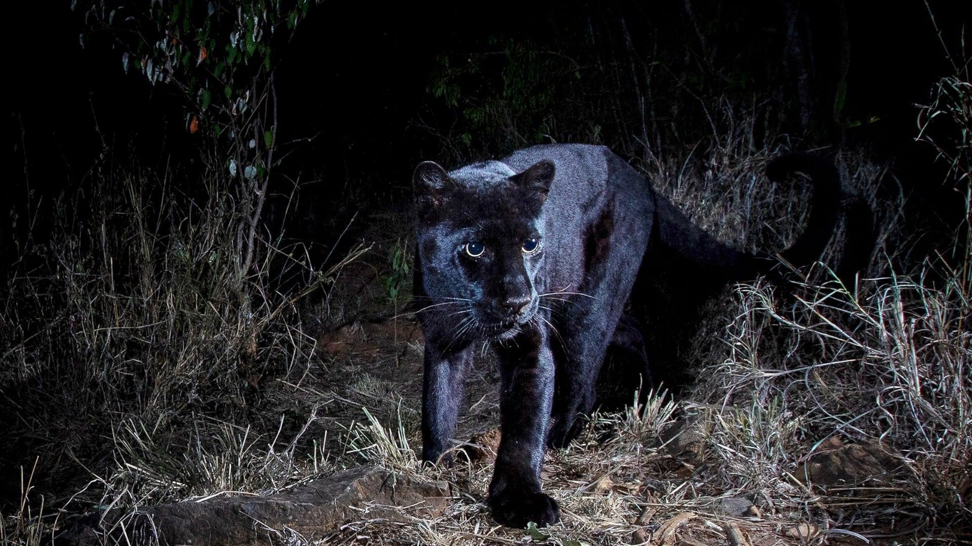 In Search Of A Legend: Black Leopard backdrop