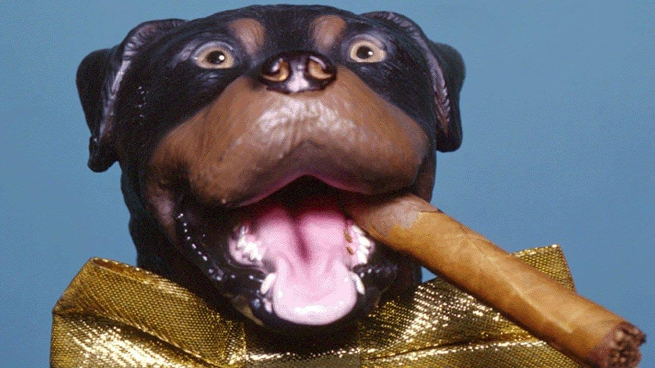 Late Night with Conan O'Brien: The Best of Triumph the Insult Comic Dog backdrop