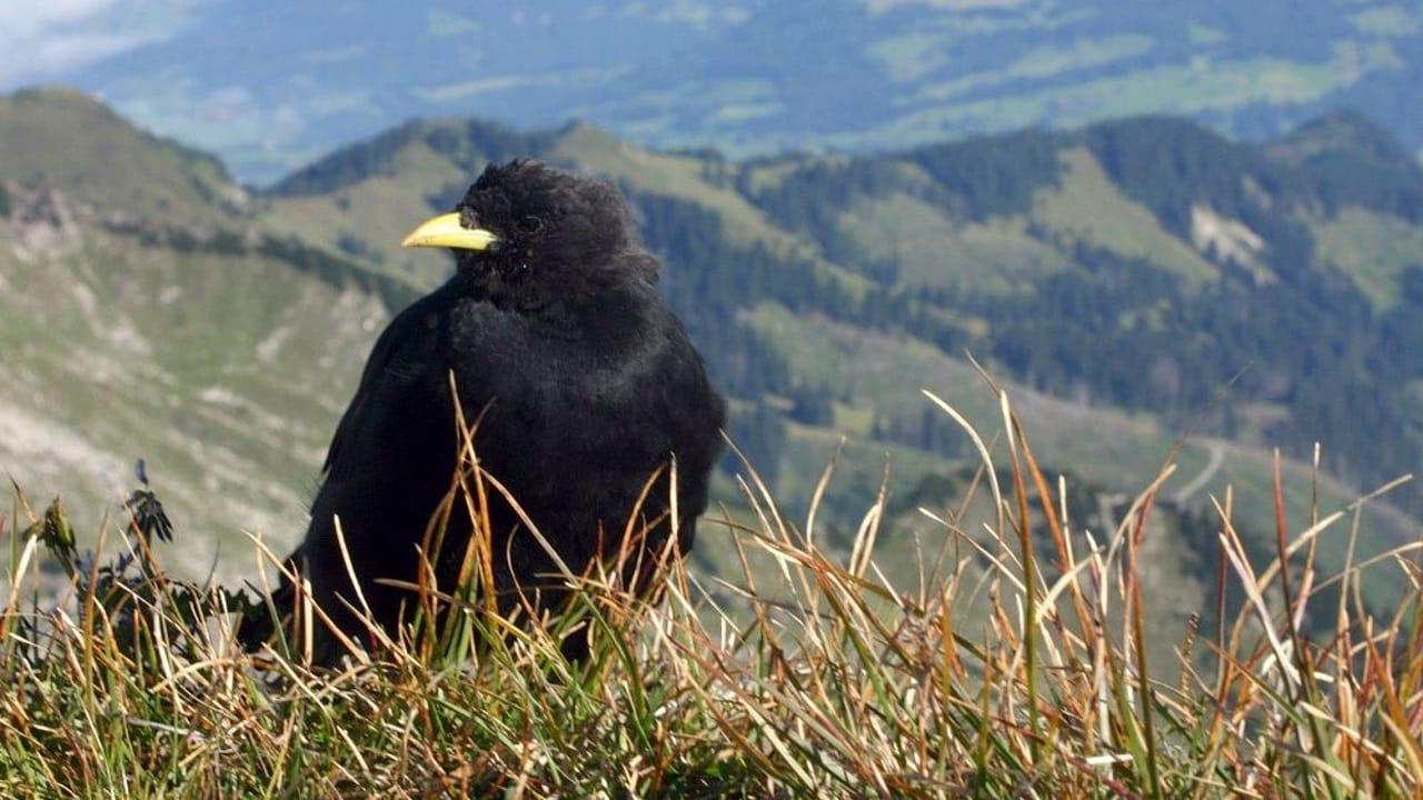 Göttervögel, Galgenvögel - Geschichten von Kolkrabe & Co. backdrop