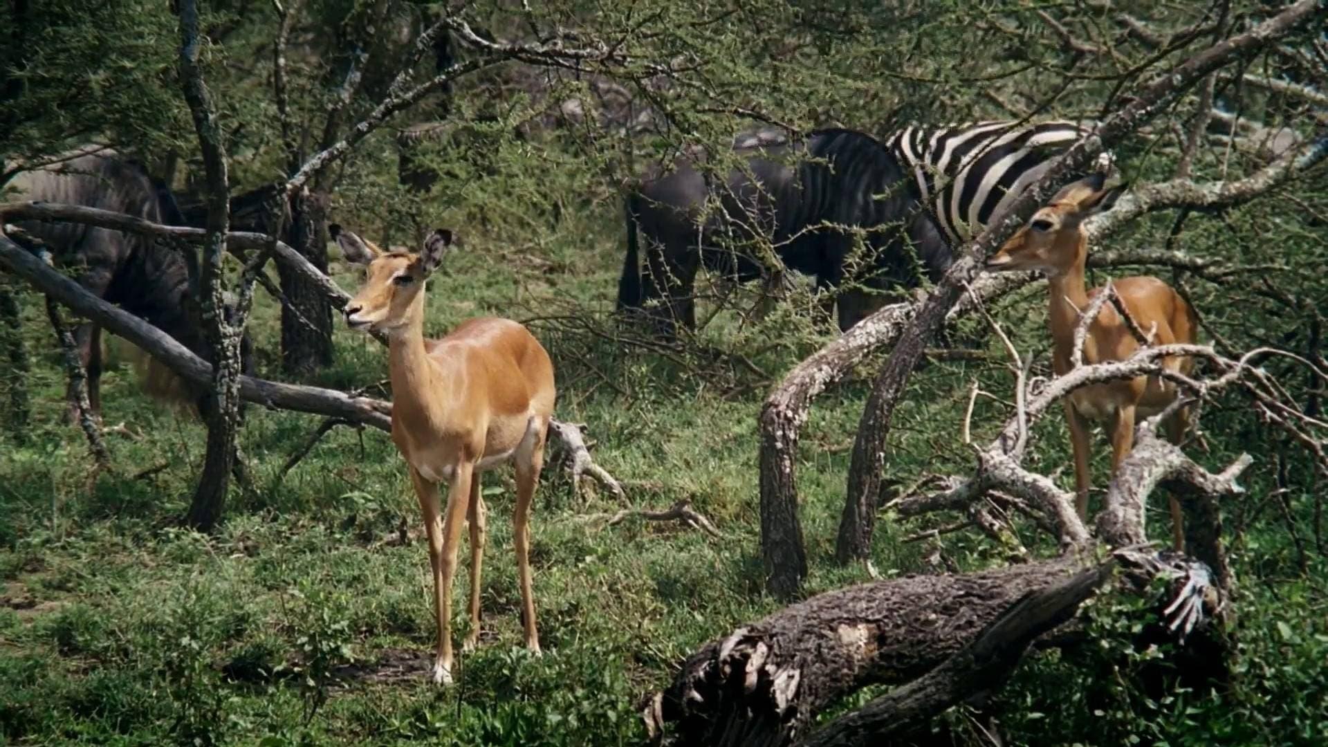 African Bambi backdrop