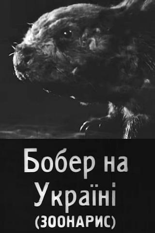 Beavers in Ukraine poster