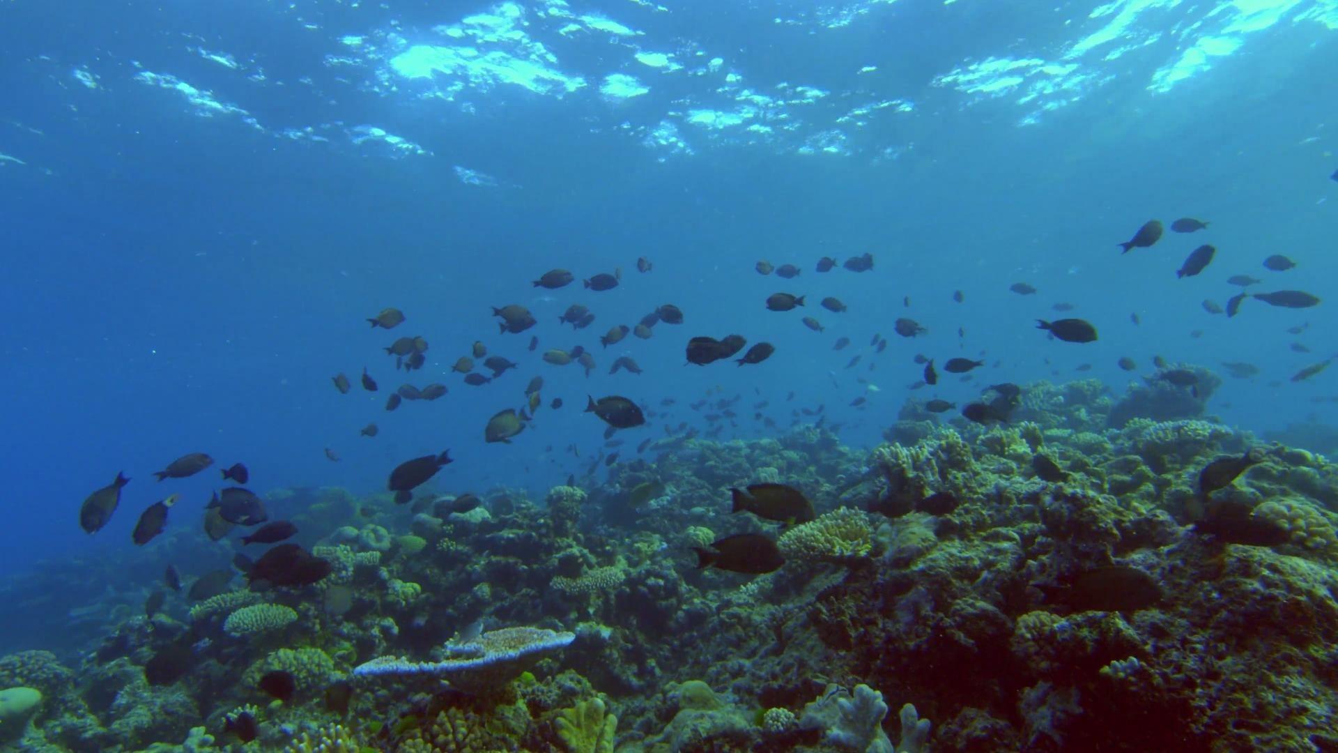 The Moon's Spell on the Great Barrier Reef backdrop