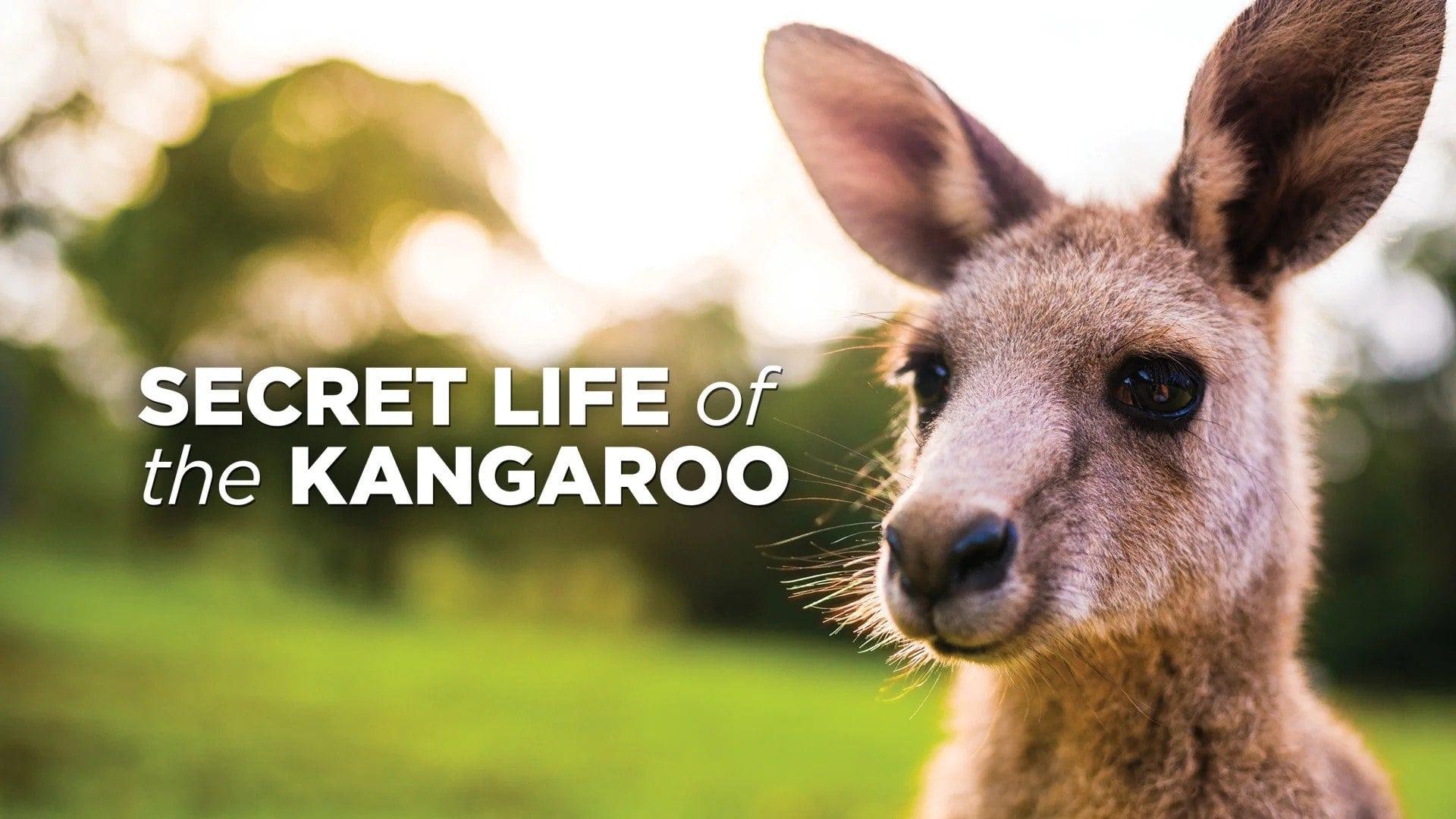 Secret Life of the Kangaroo backdrop