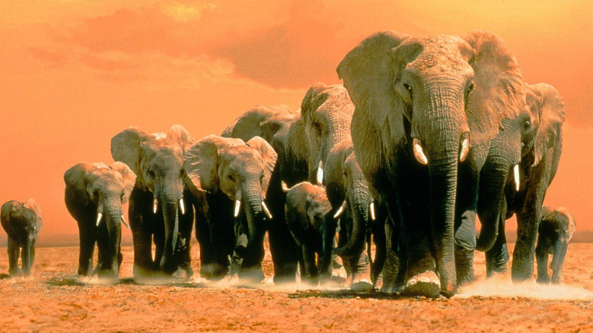Africa's Elephant Kingdom backdrop