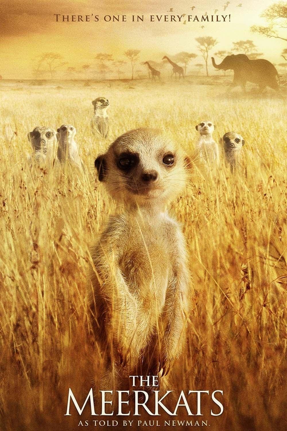 The Meerkats poster