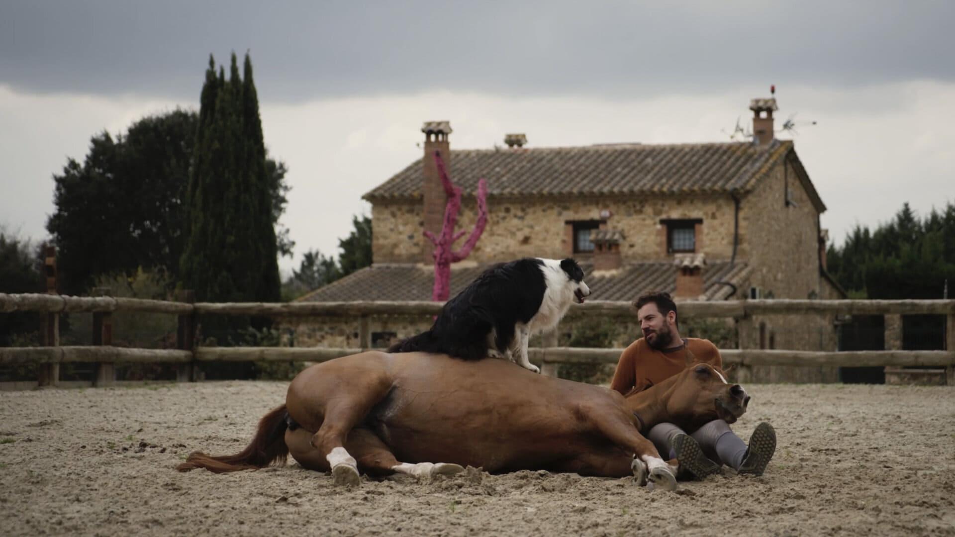 Hermano caballo backdrop