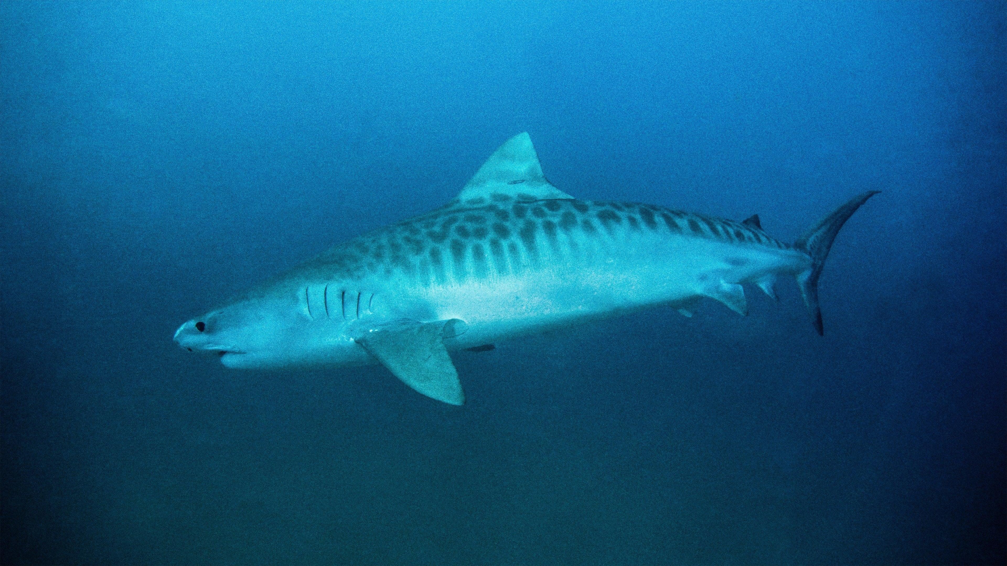 Tiger Shark King backdrop