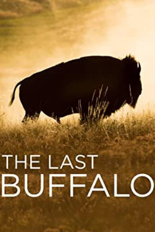 The Last Buffalo poster