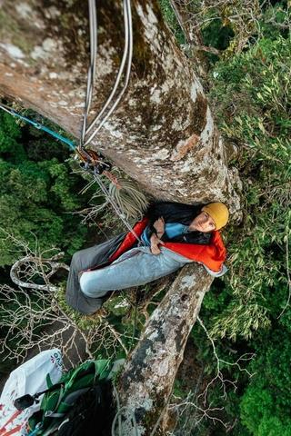 Canopy Climbers poster