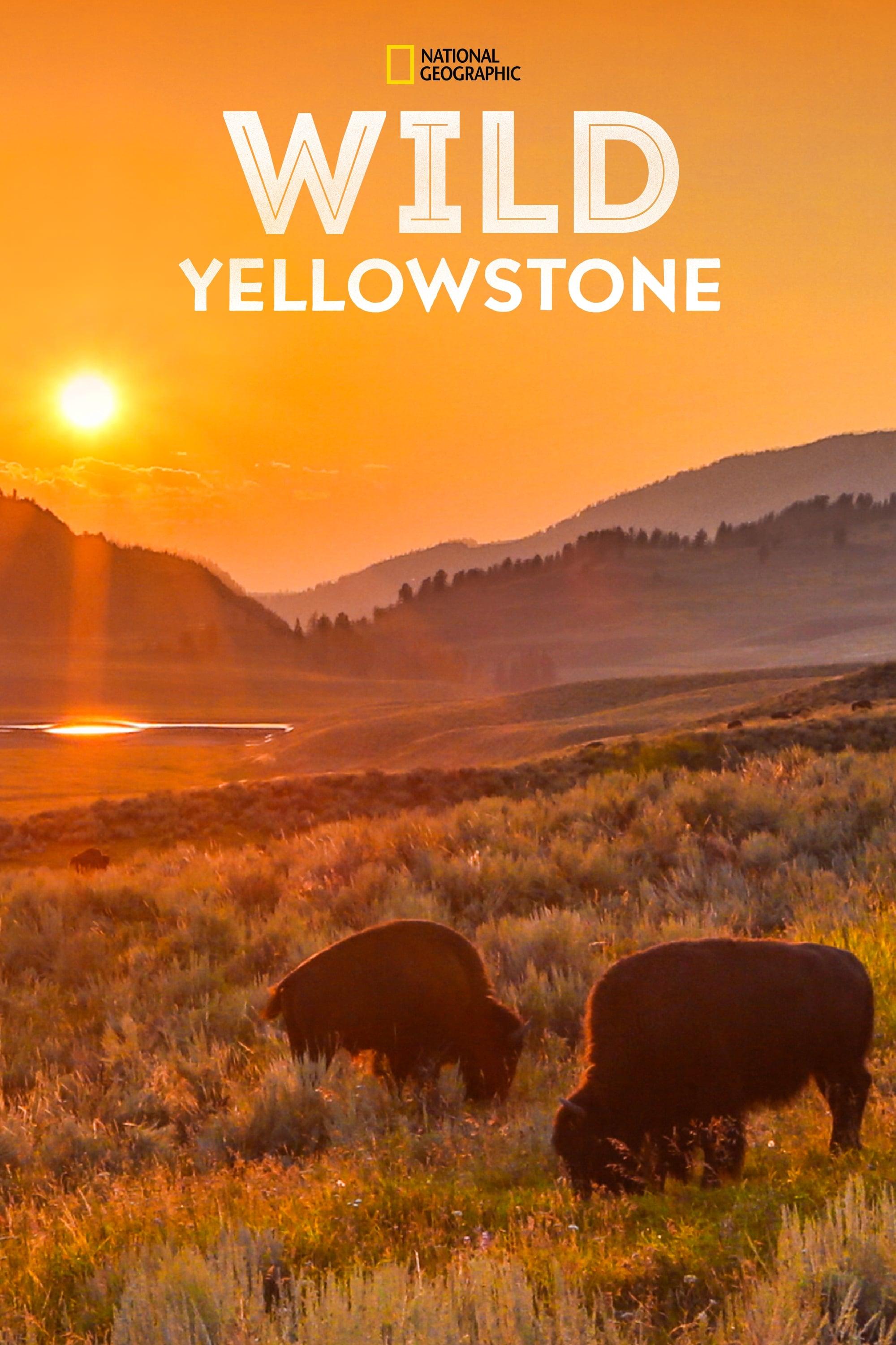 Wild Yellowstone poster