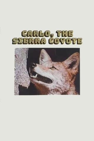 Carlo the Sierra Coyote poster