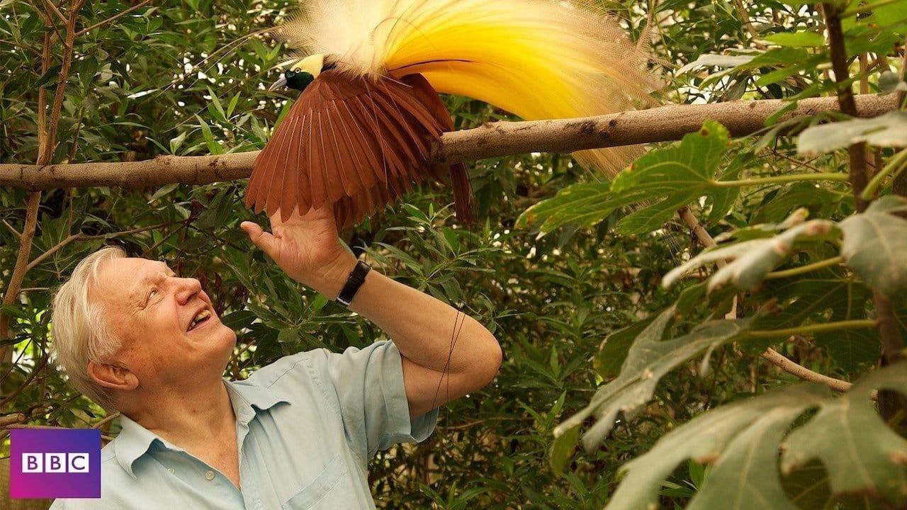 Birds of Paradise backdrop