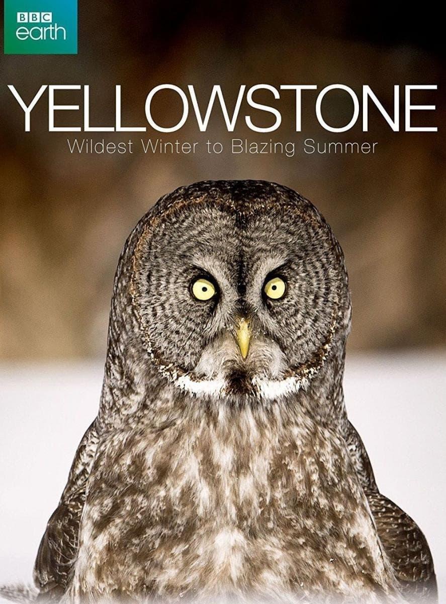 Yellowstone: Wildest Winter to Blazing Summer poster