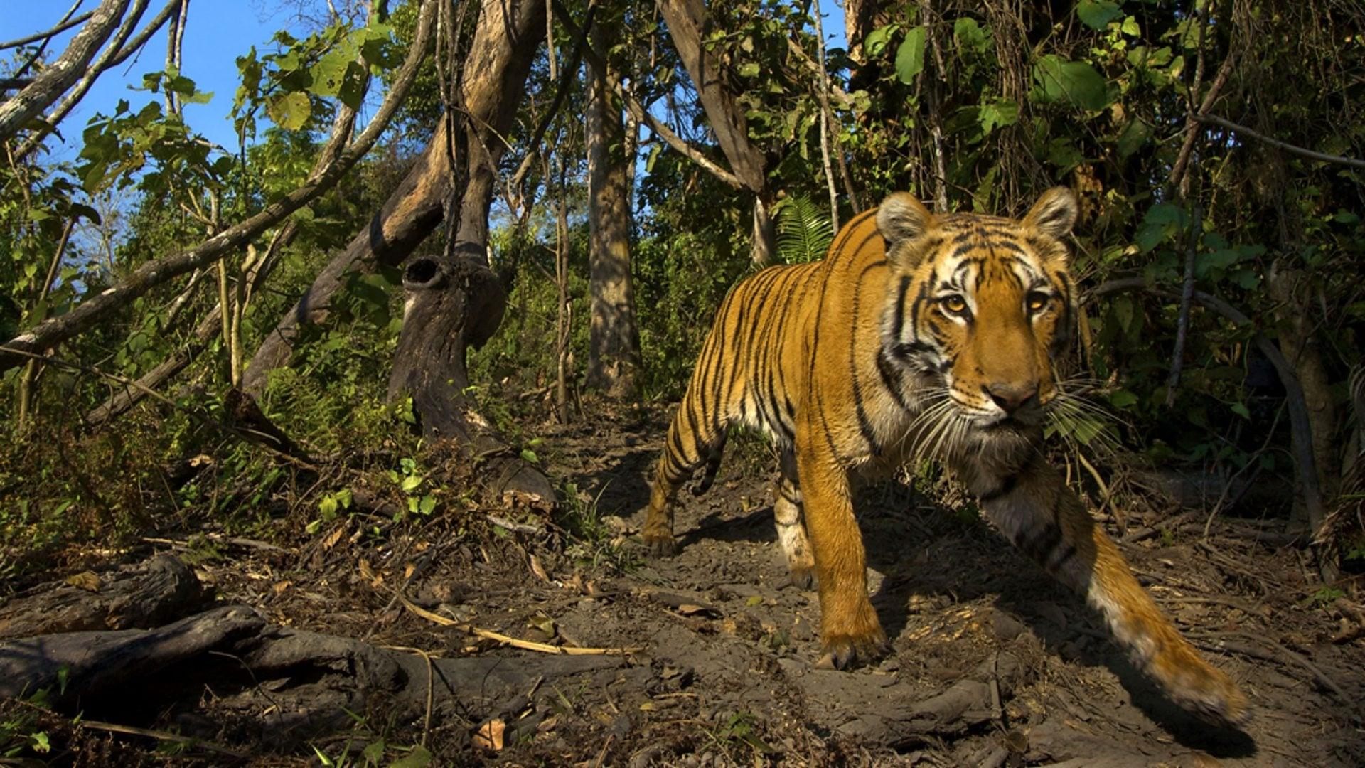 Lost Land of the Tiger backdrop