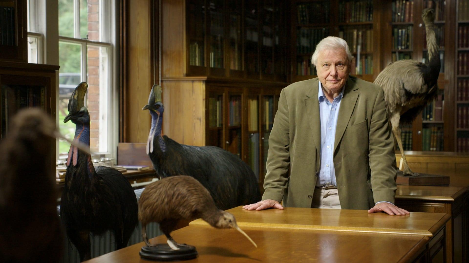 Attenborough's Big Birds backdrop