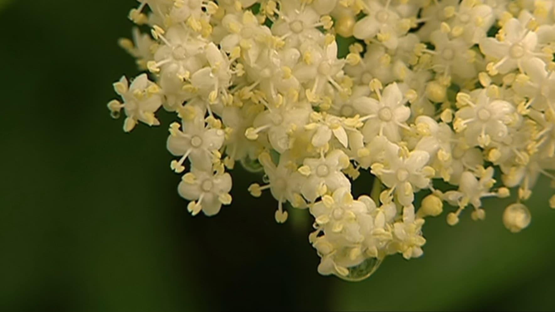 Elder Blossom backdrop