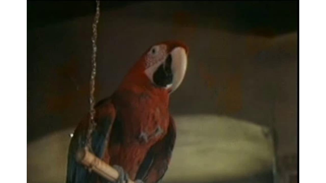 The Parrot Speaking Yiddish backdrop