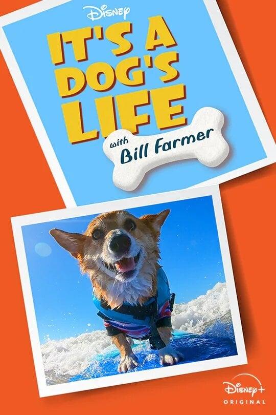 It's a Dog's Life with Bill Farmer poster