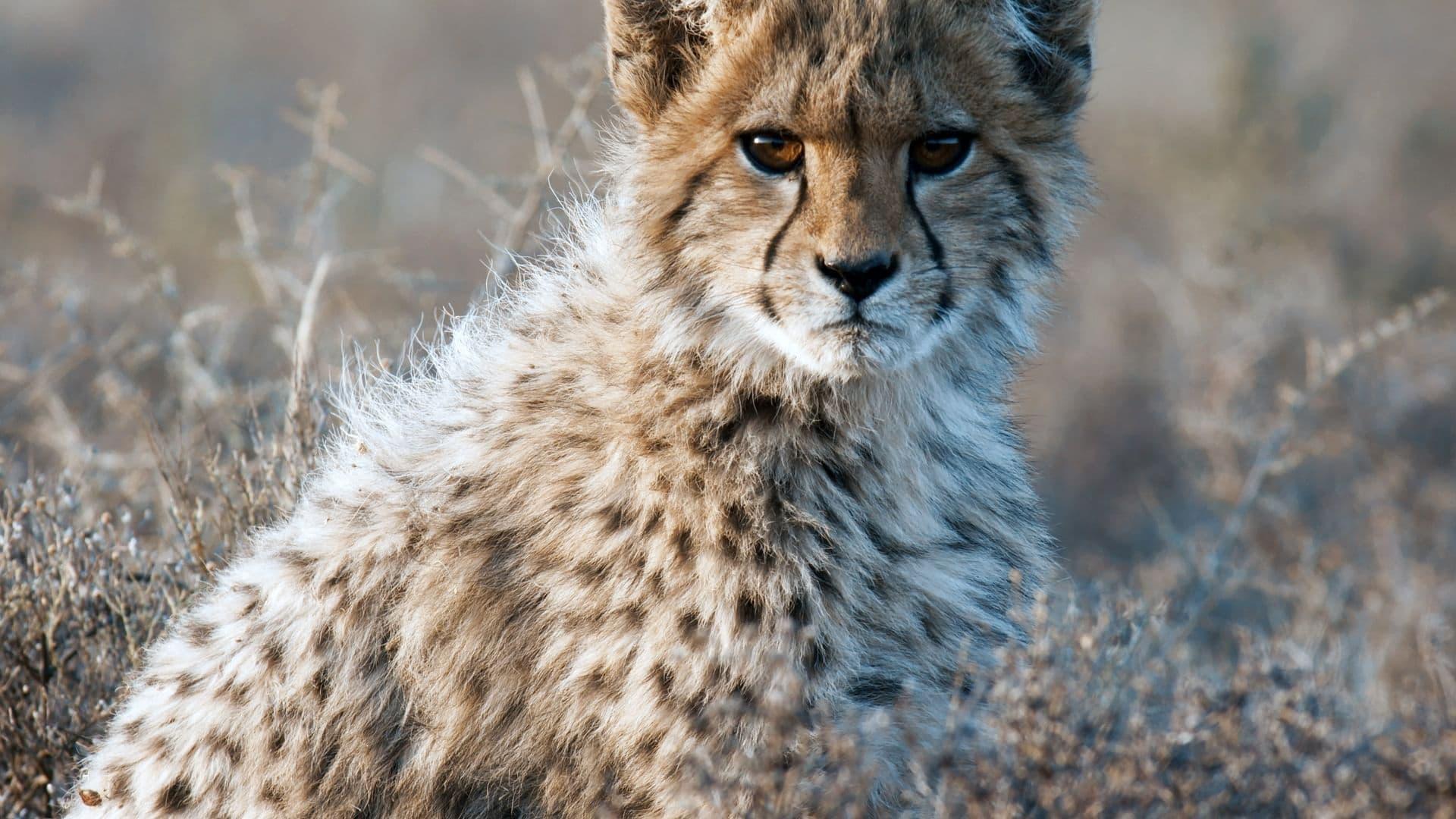 Cheetahs United backdrop