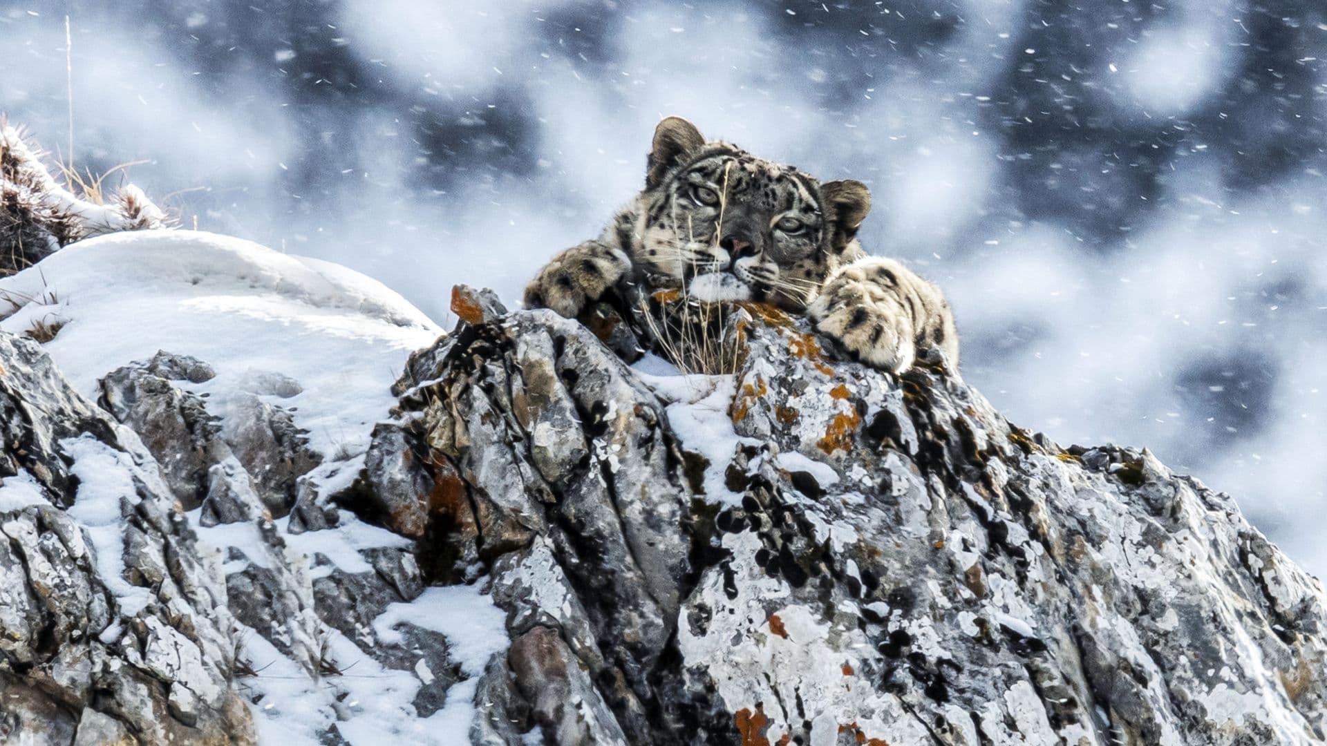 The Frozen Kingdom of the Snow Leopard backdrop