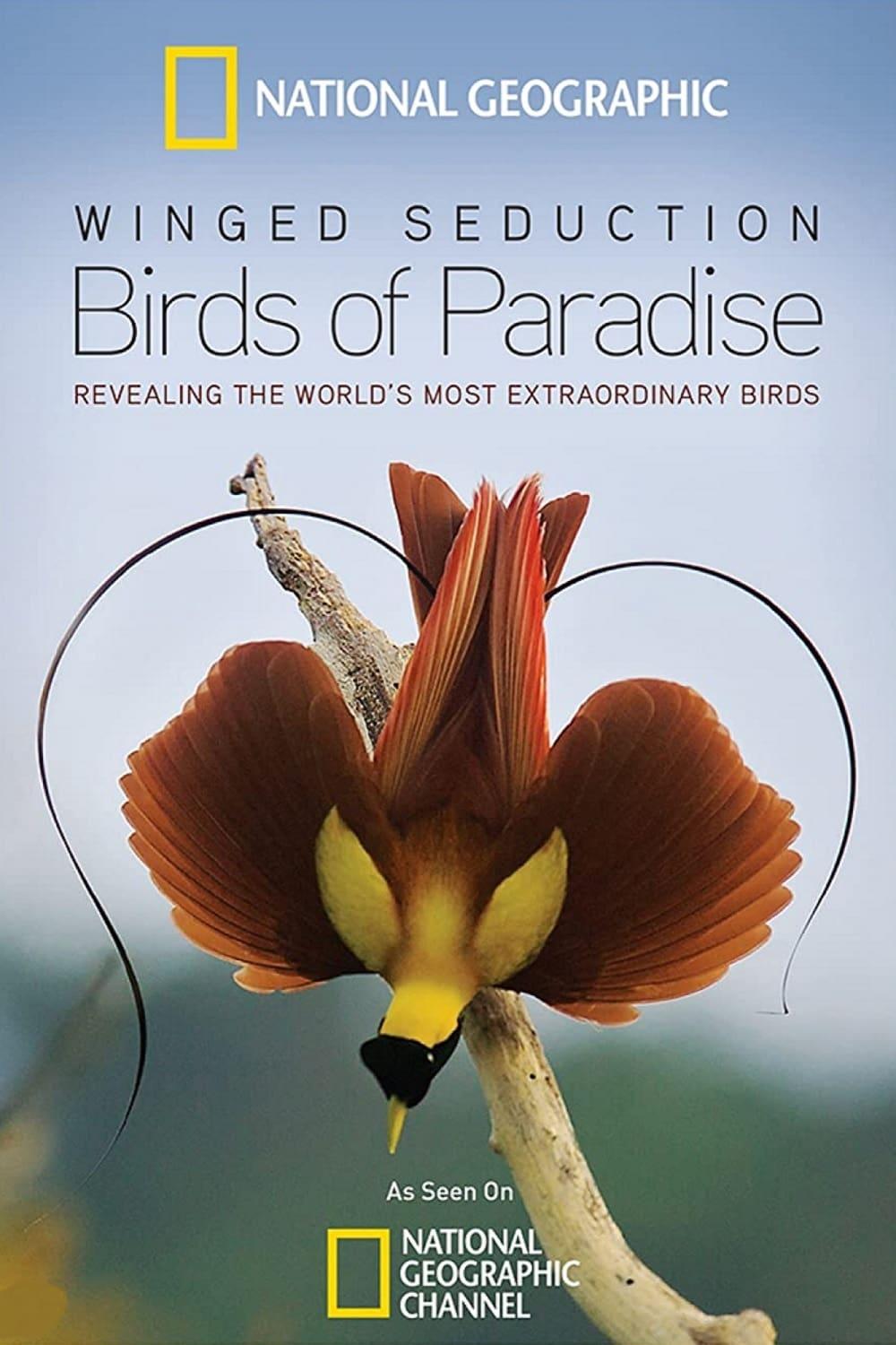 Winged Seduction: Birds of Paradise poster