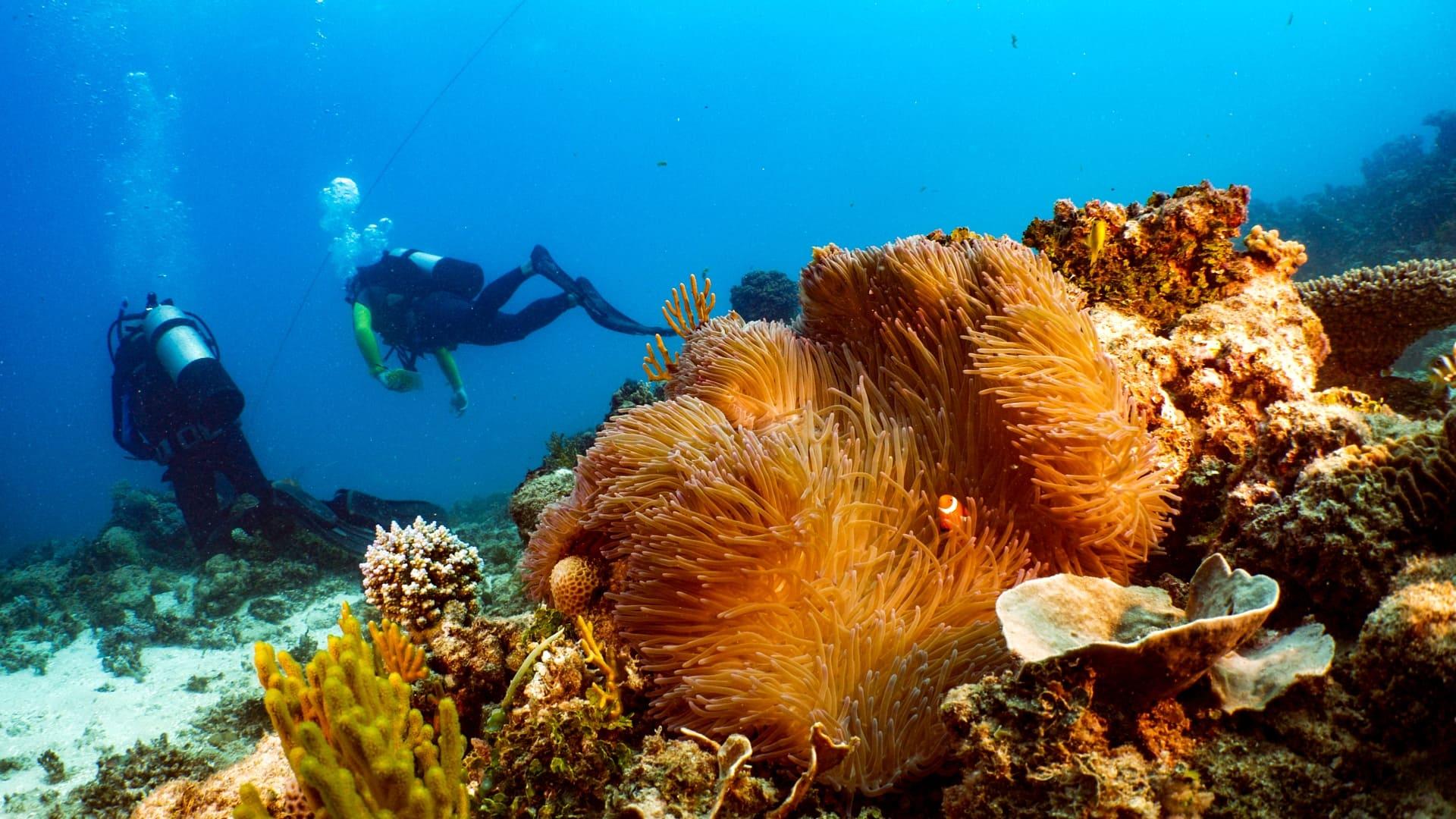 Great Barrier Reef: The Next Generation backdrop