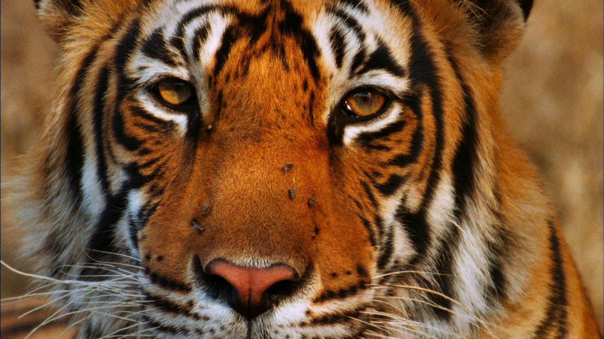 Broken Tail: A Tiger's Last Journey backdrop