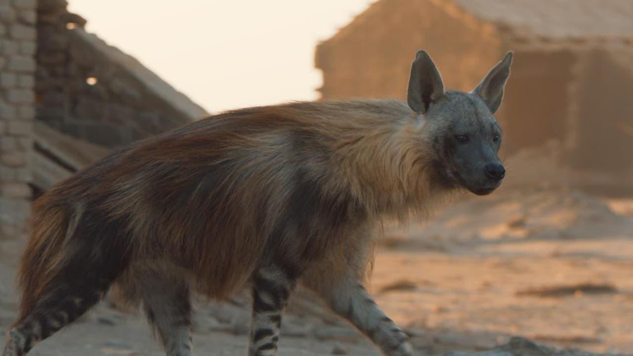 A Hyena like No Other backdrop