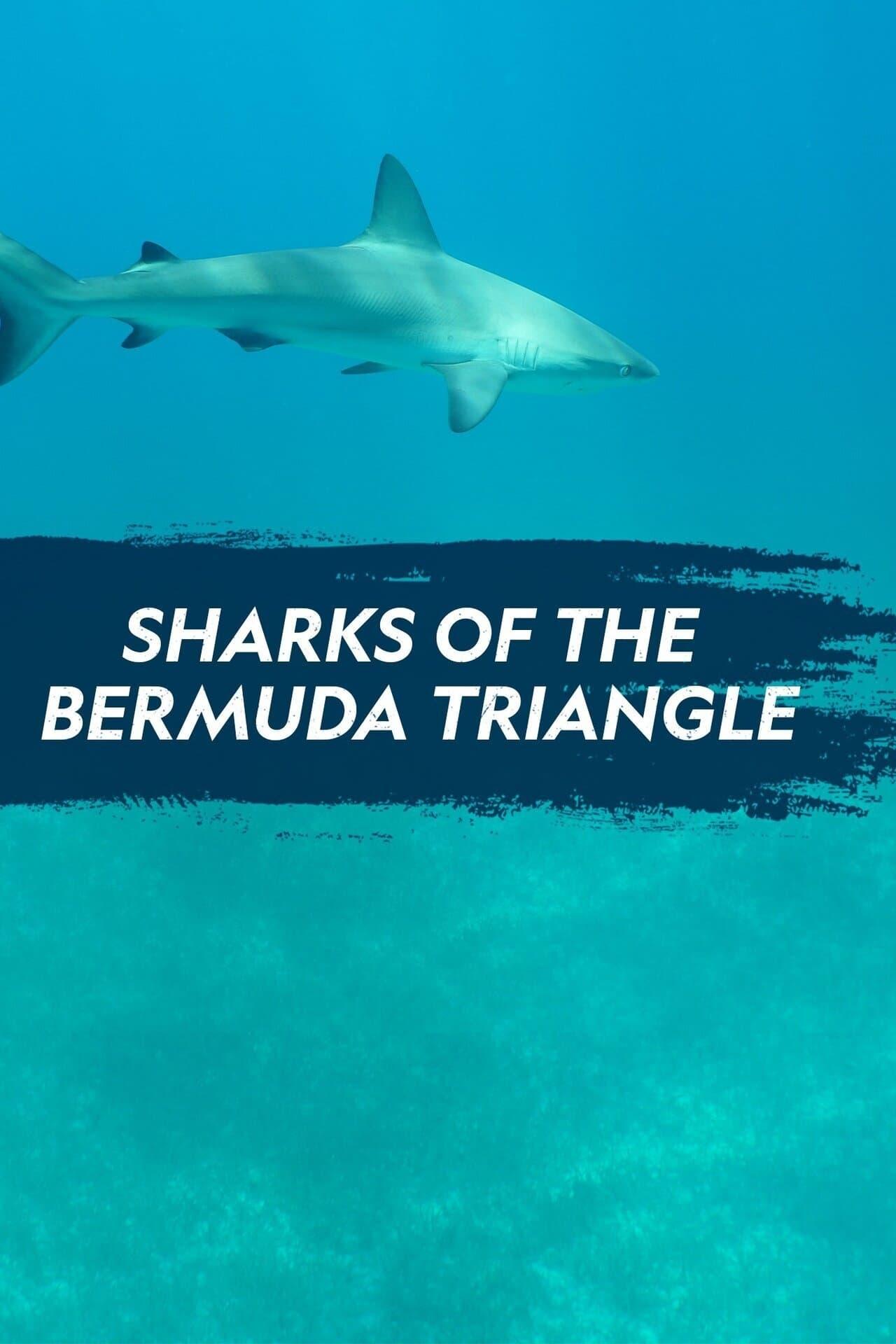 Sharks of the Bermuda Triangle poster