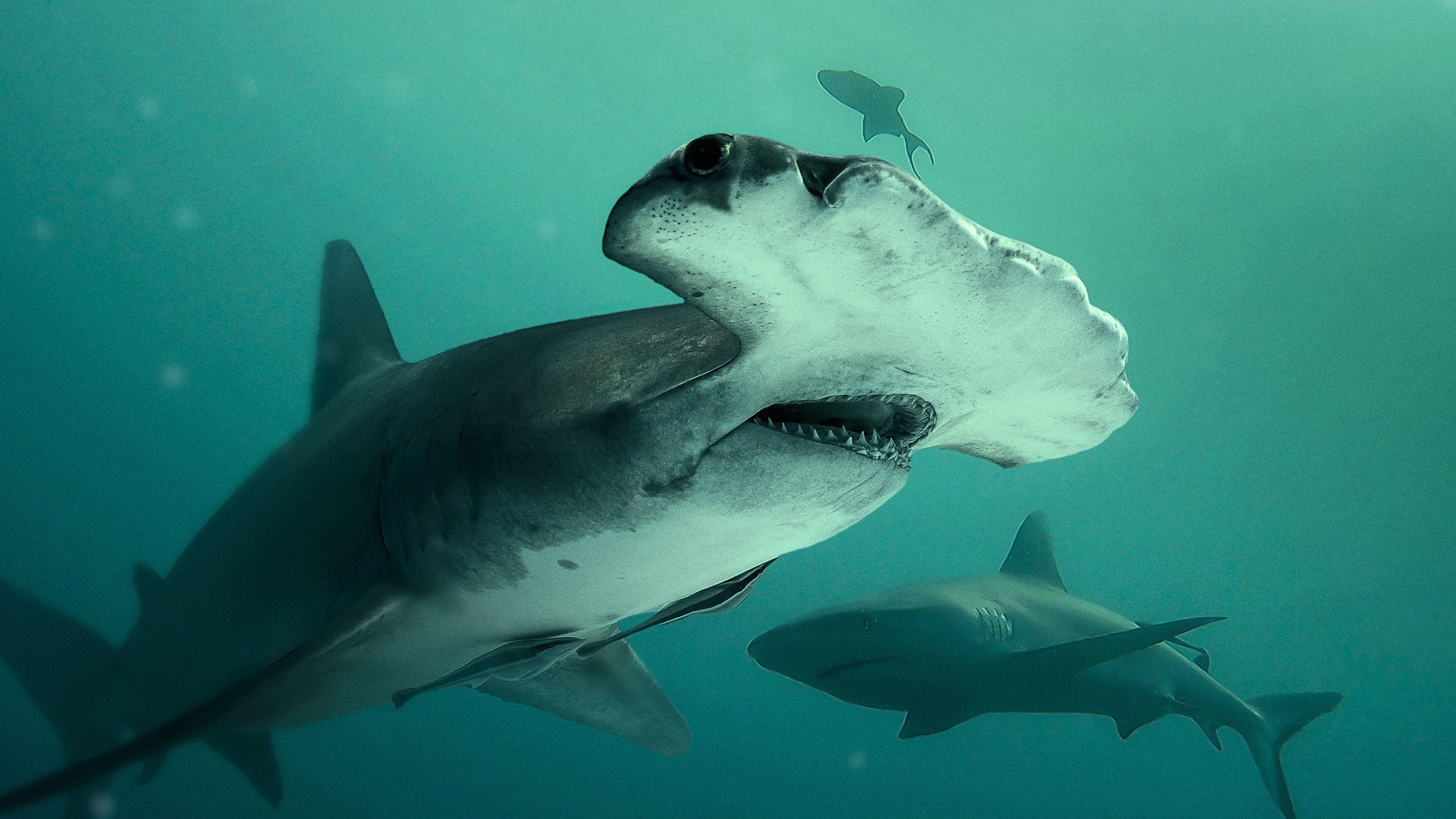 Bull Shark vs. Hammerhead backdrop