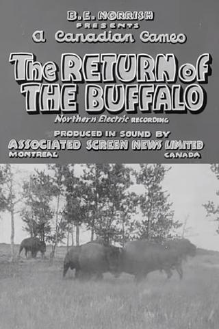 Return of the Buffalo poster