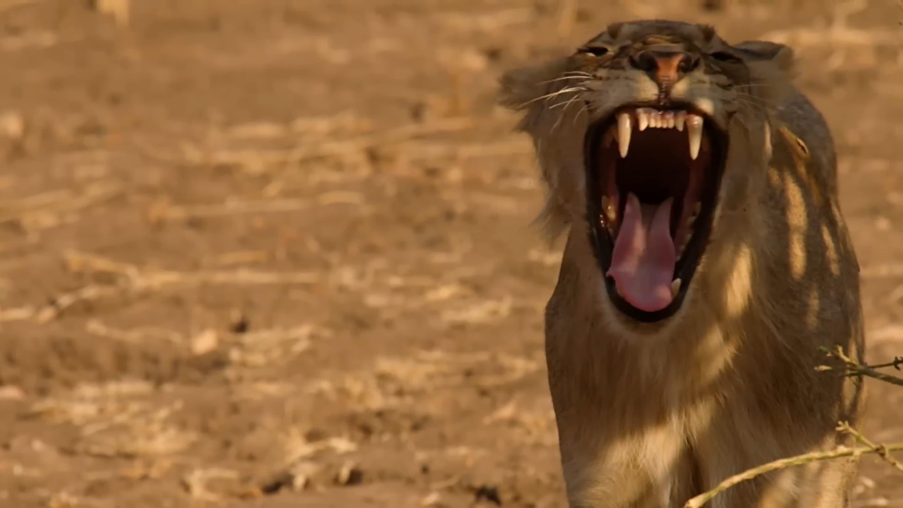 Lion Country: Night and Day backdrop