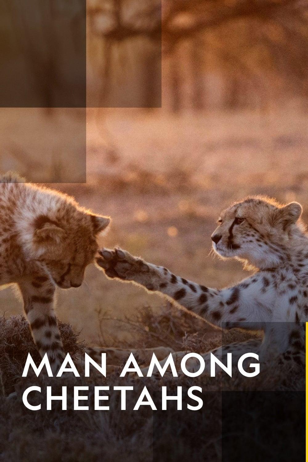 Man Among Cheetahs poster