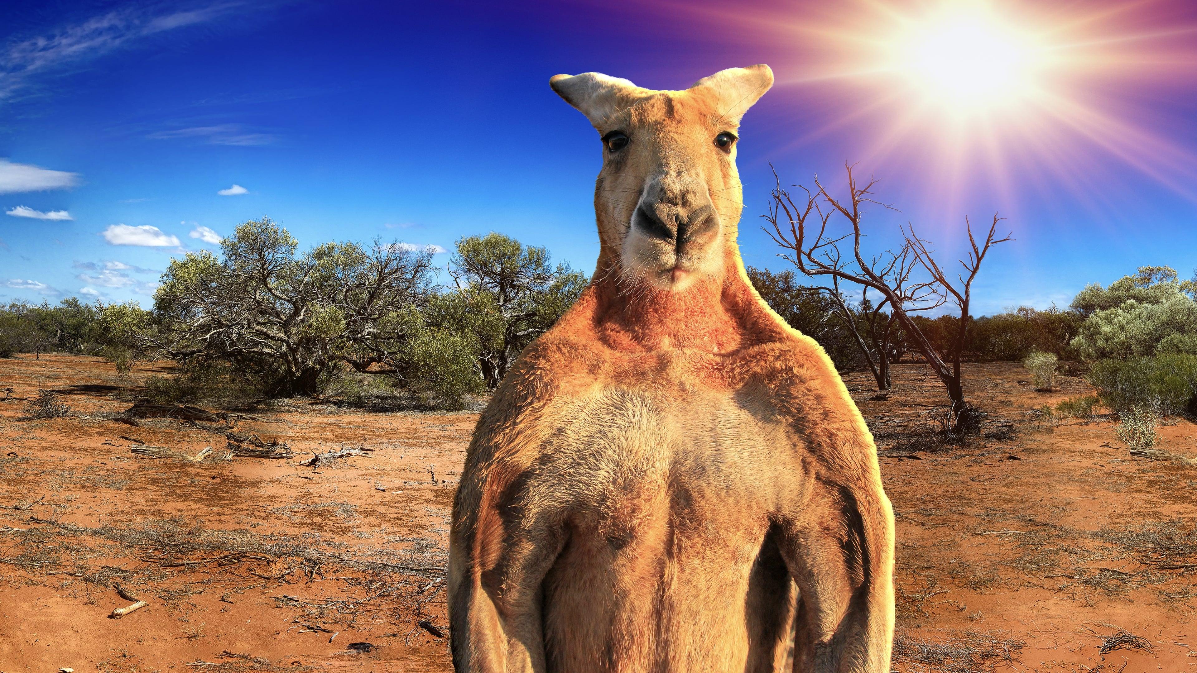The Kangaroo King backdrop