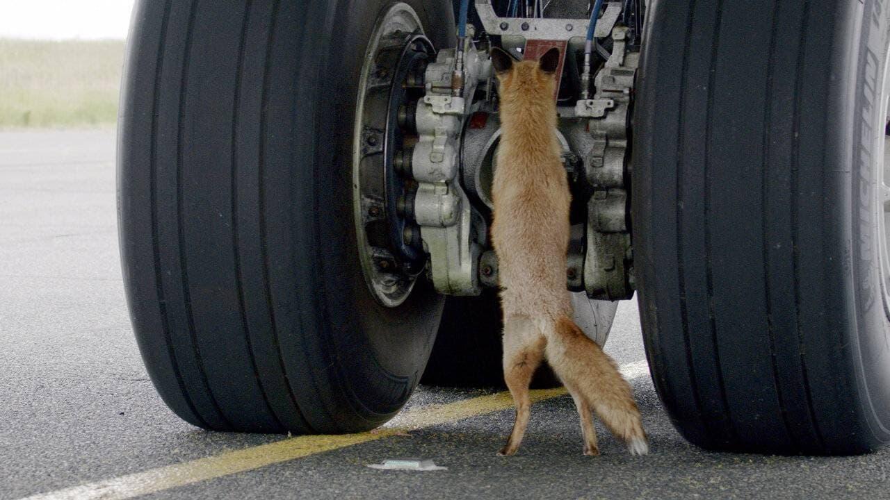 Airport Animal Stories backdrop