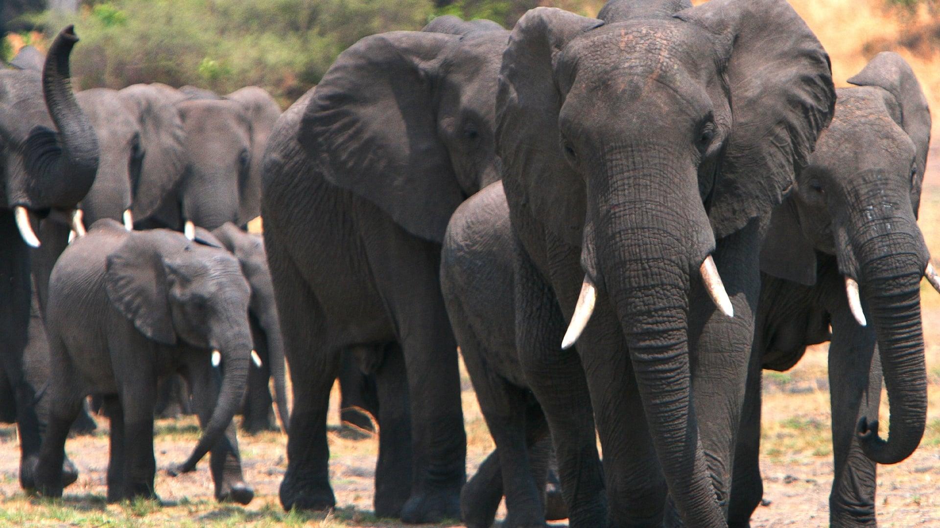 Elephants on the Run backdrop