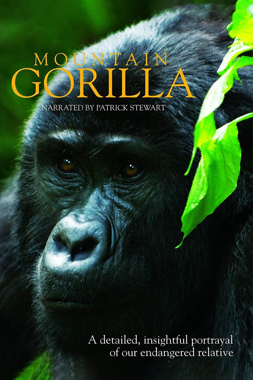 Mountain Gorilla poster