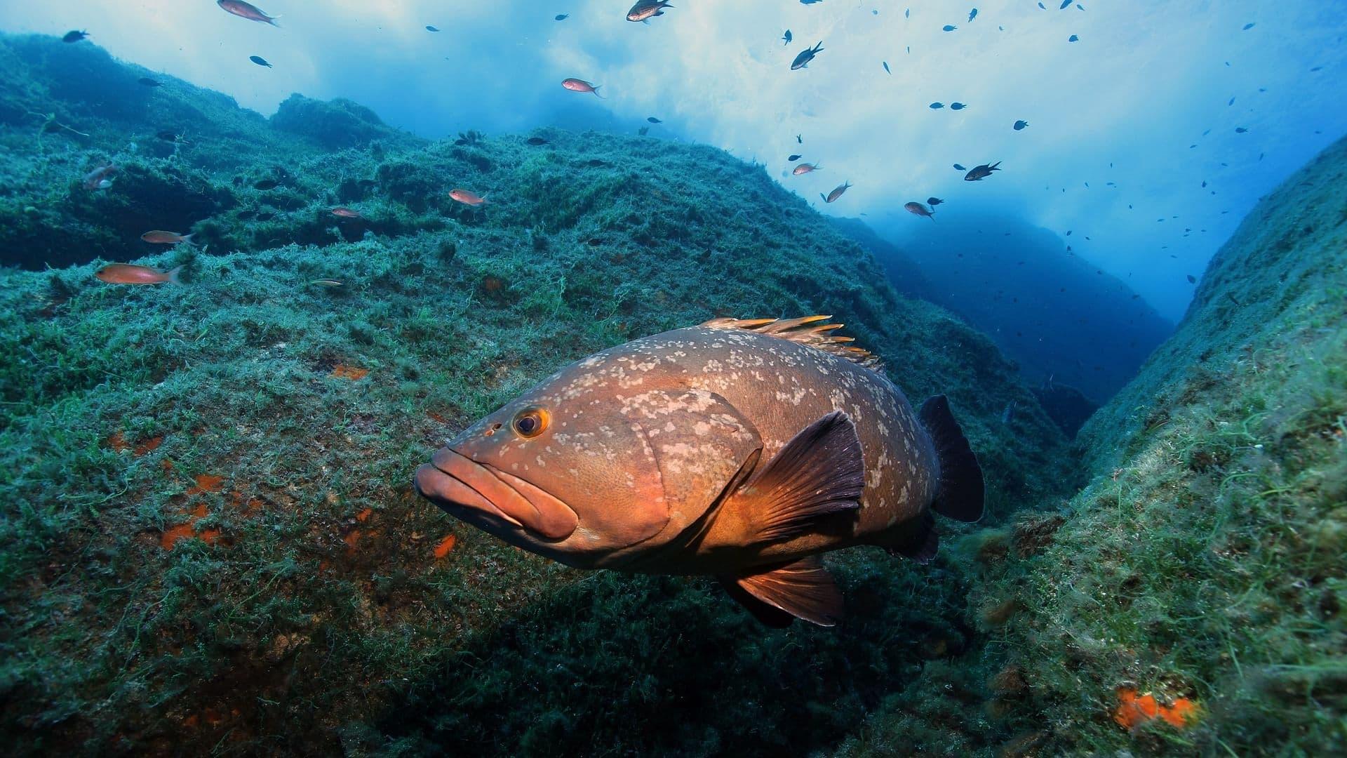 La Méditerranée révélée backdrop