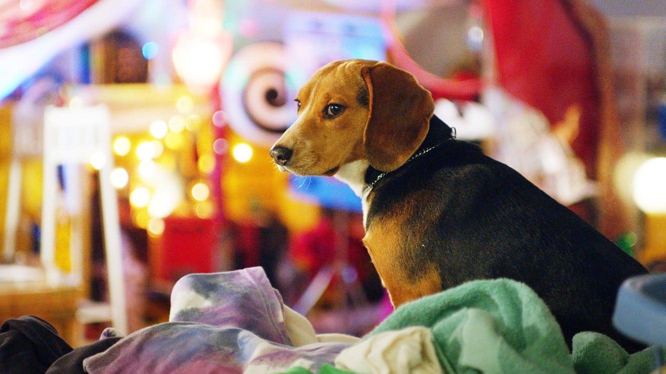 Shelby: The Dog Who Saved Christmas backdrop