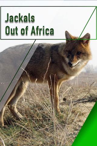 Jackals - Out of Africa poster