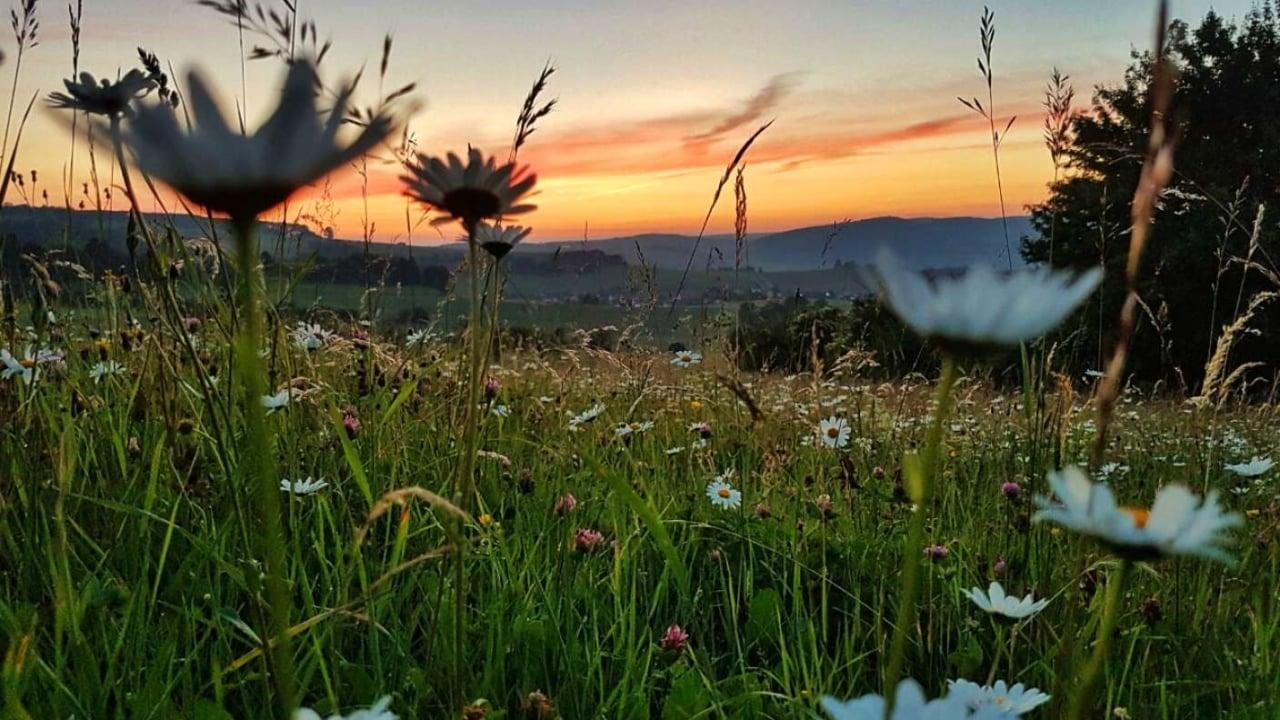 Die Wiese: Ein Paradies nebenan backdrop