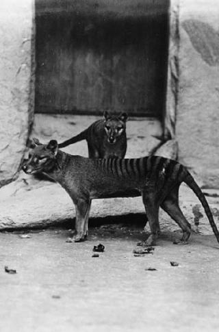 Thylacine Film poster