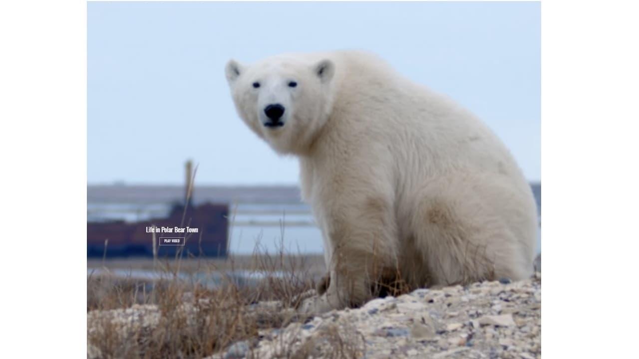 Life in Polar Bear Town with Gordon Buchanan backdrop