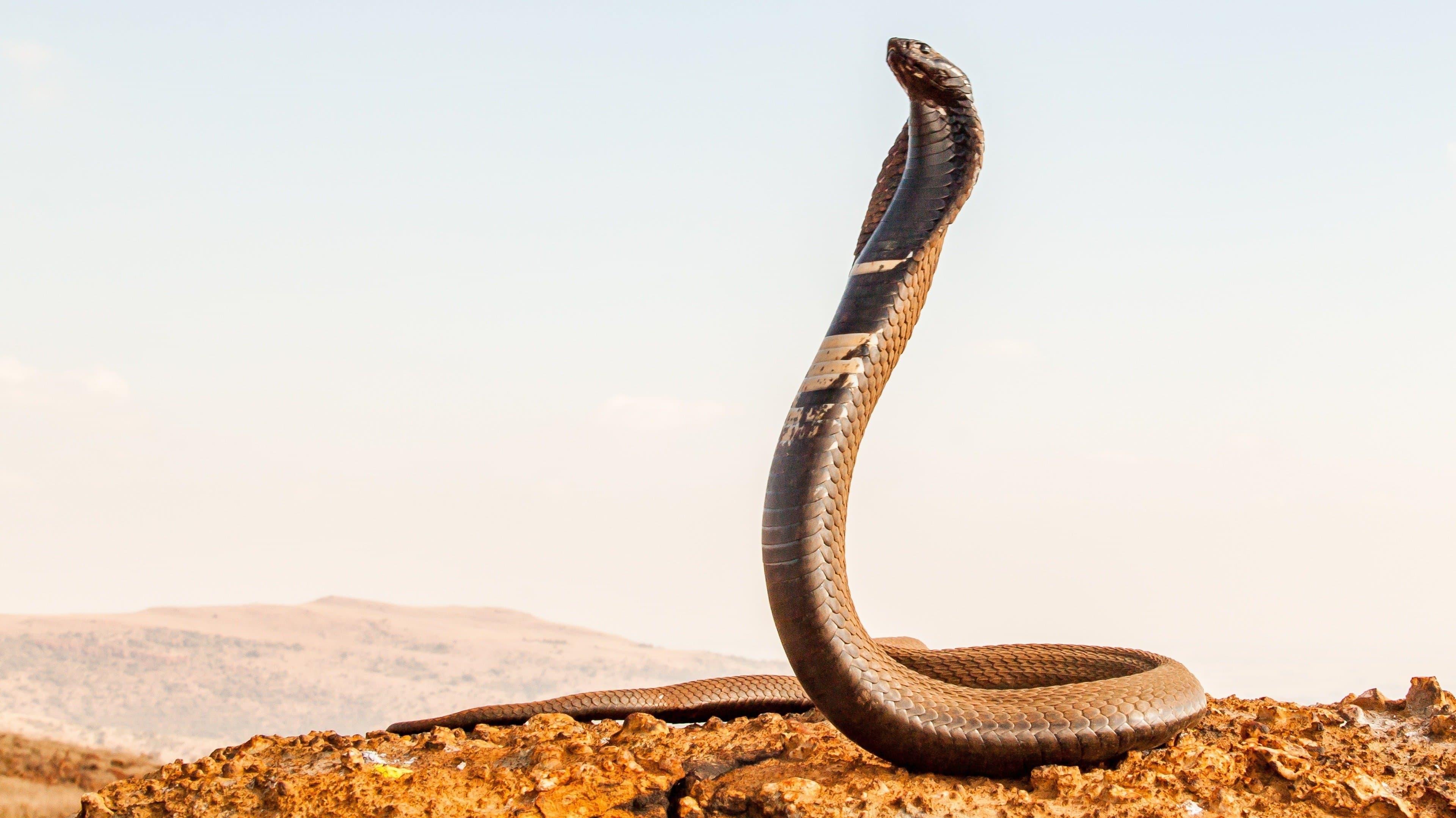 Extreme Snakes backdrop