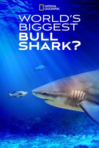 World's Biggest Bull Shark? poster