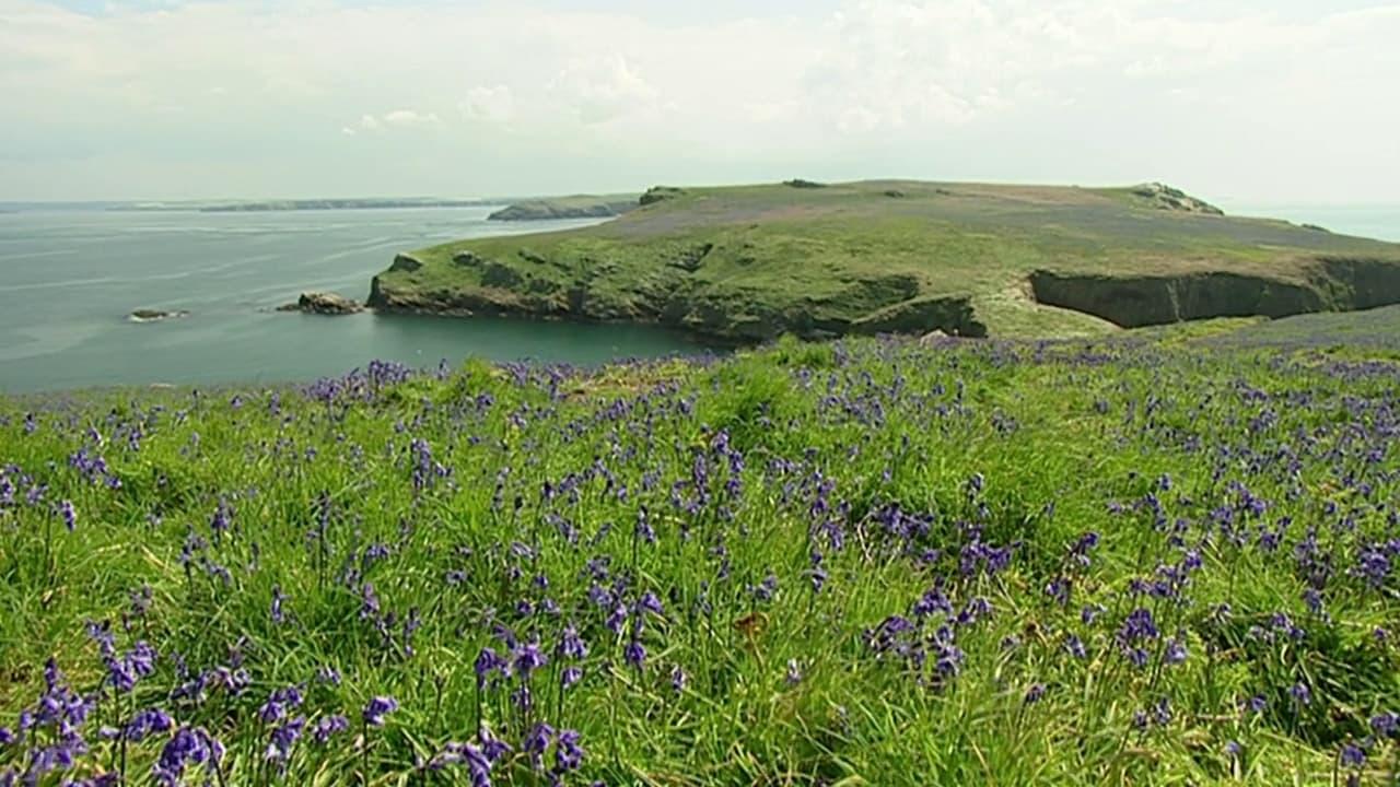 The Rabbits of Skomer backdrop