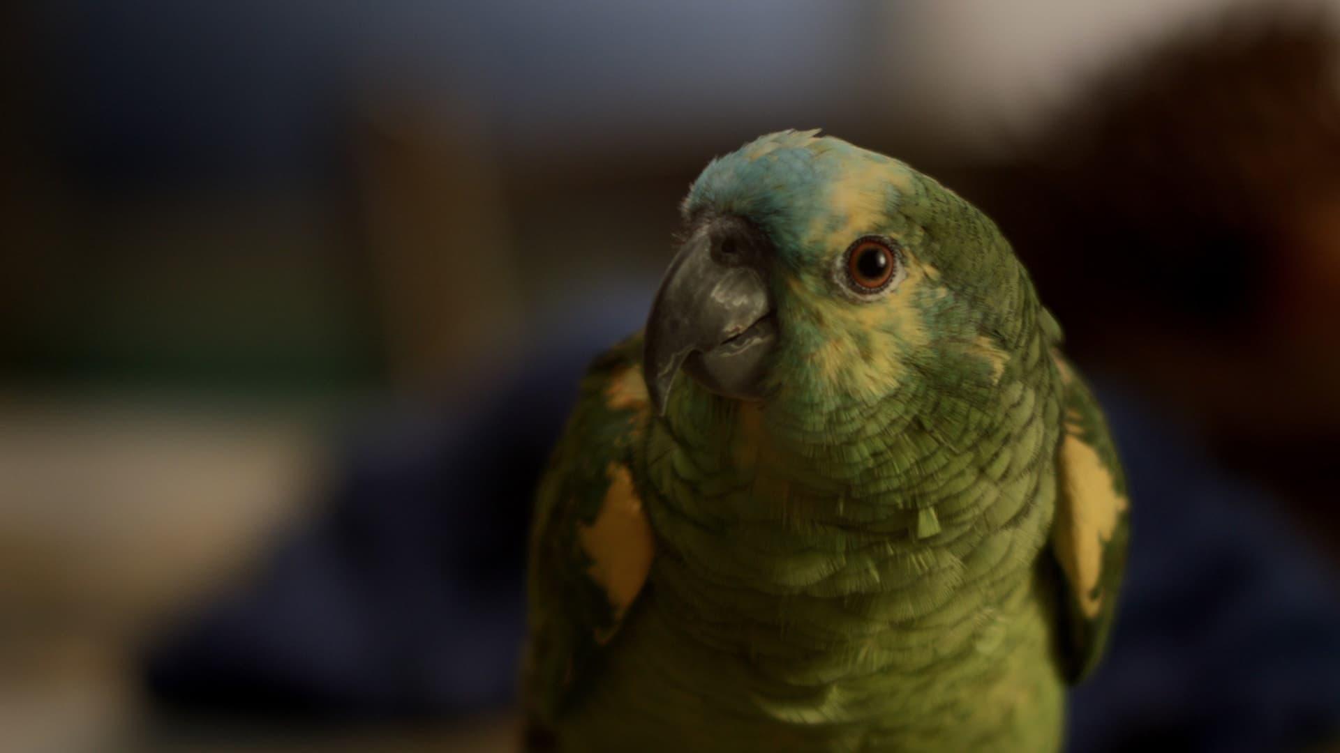 My Mother Is a Parrot backdrop