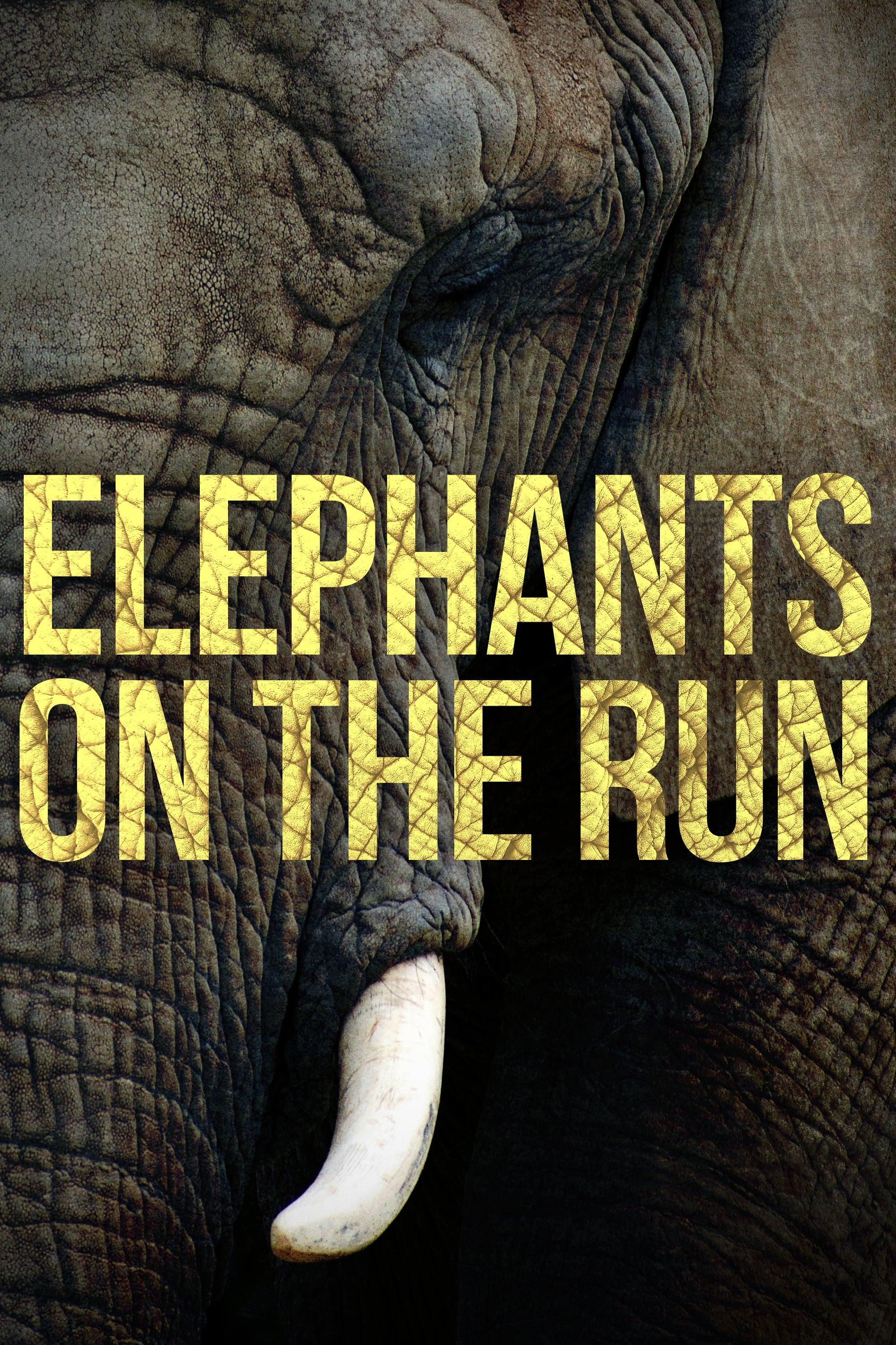 Elephants on the Run poster