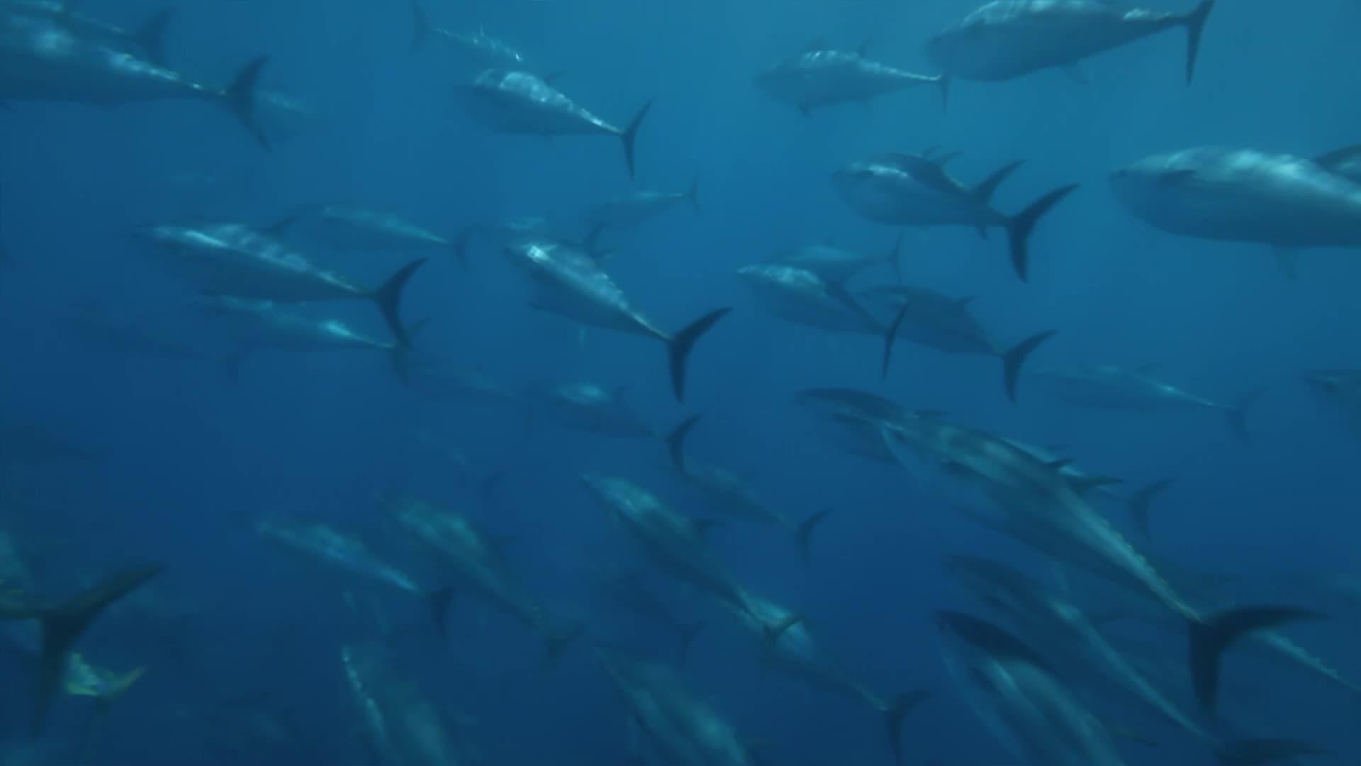 Superfish: Bluefin Tuna backdrop