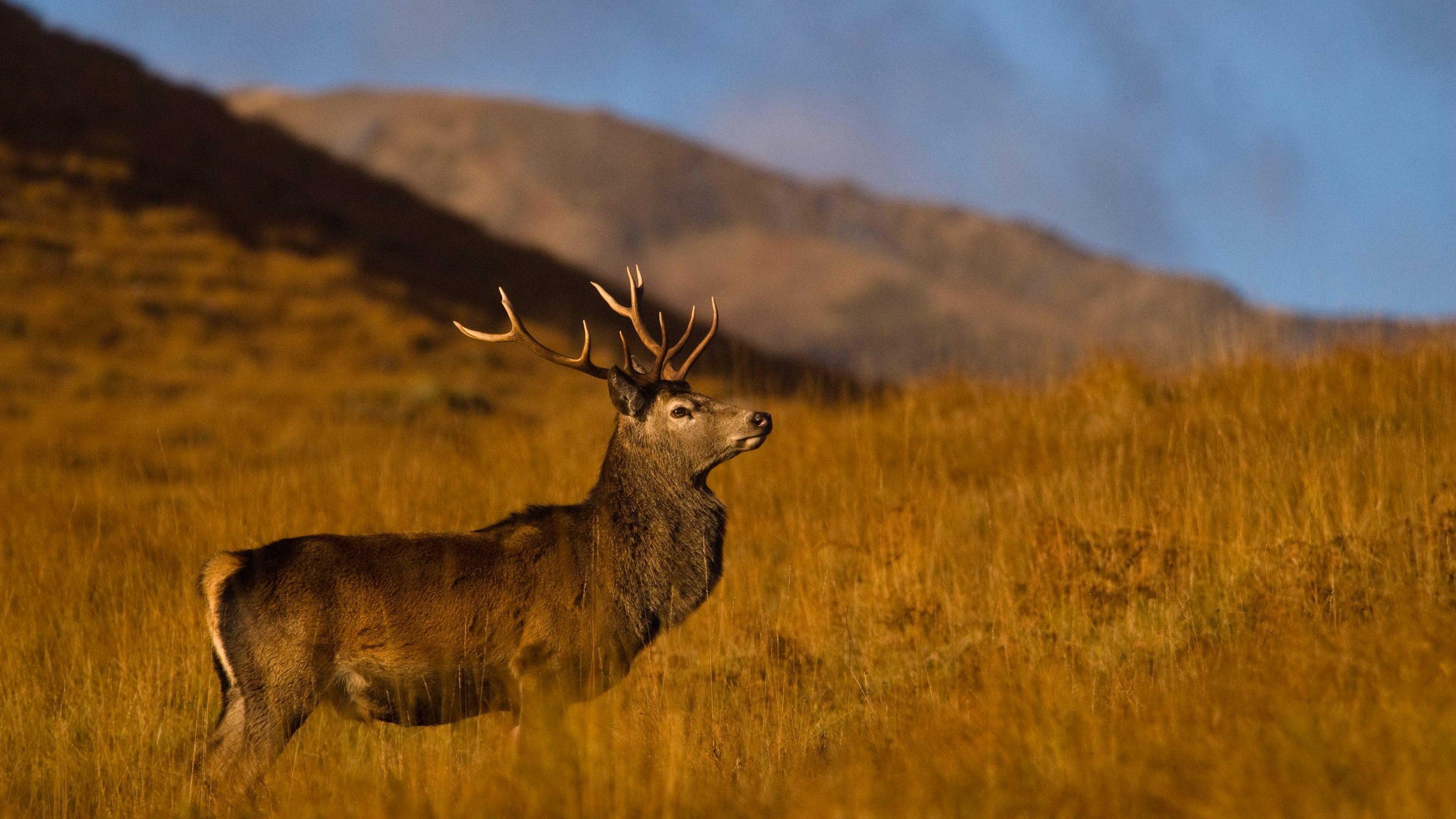 Highlands: Scotland's Wild Heart backdrop